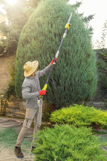 Best Tree Removal Near Me  in Thatcher, UT